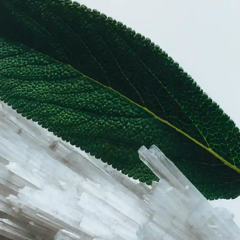 조말론 향수 추천 TOP5 조말론 향수 추천 TOP5