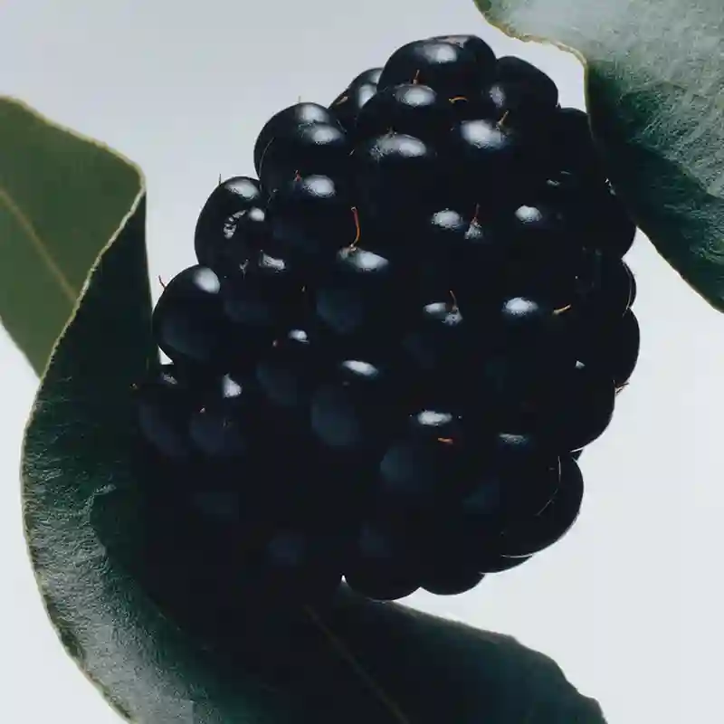 조말론 향수 추천 TOP5